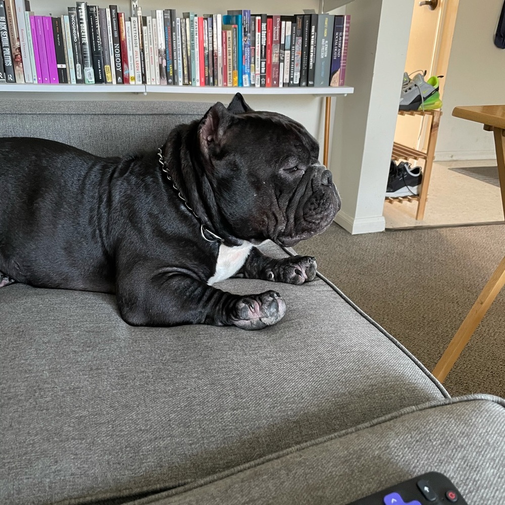 Meet your Posher, David